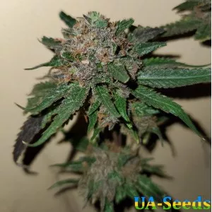 Amnesia Molotov Feminised Kalashnikov Seeds