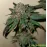 Amnesia Molotov Feminised Kalashnikov Seeds