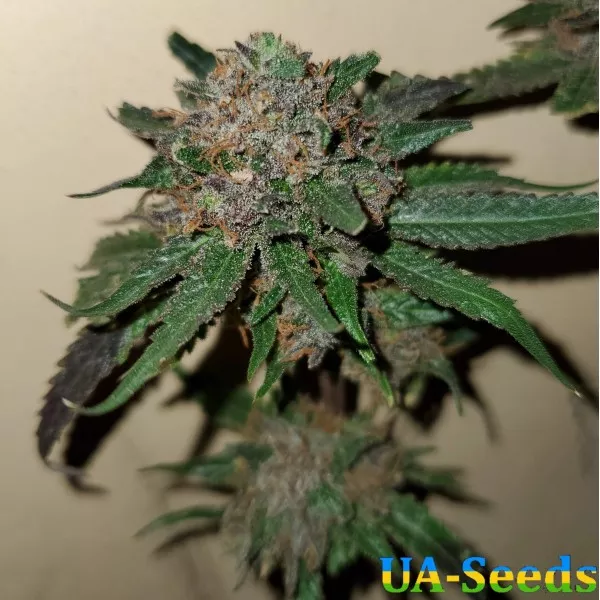 Семена конопли Amnesia Molotov Feminised Kalashnikov Seeds