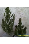 Амурский Гигант Auto Kalashnikov Seeds