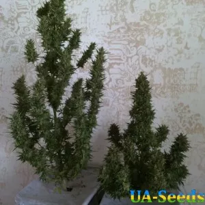 Амурський Гігант Auto Kalashnikov Seeds