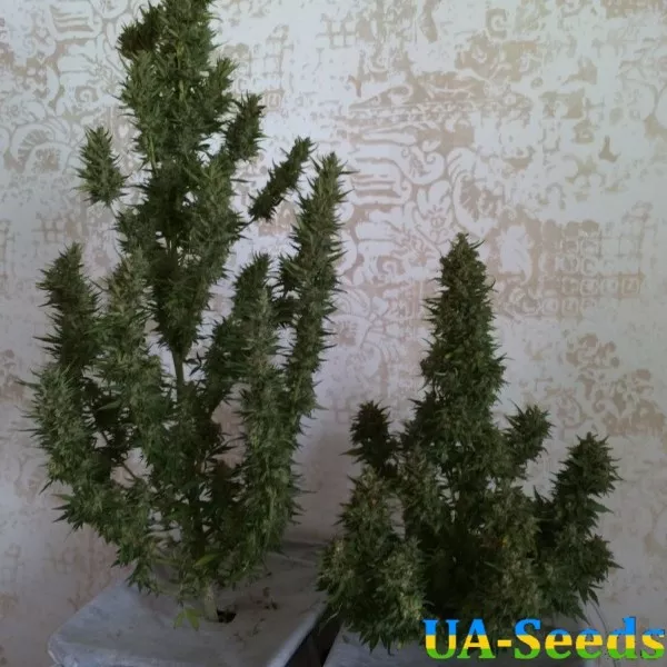 Насіння конопель Амурський Гігант Auto Kalashnikov Seeds