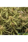 Babushka Black Auto Kalashnikov Seeds