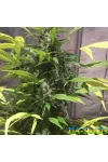 Baikal Express Feminised Kalashnikov Seeds