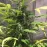 Baikal Express Feminised Kalashnikov Seeds