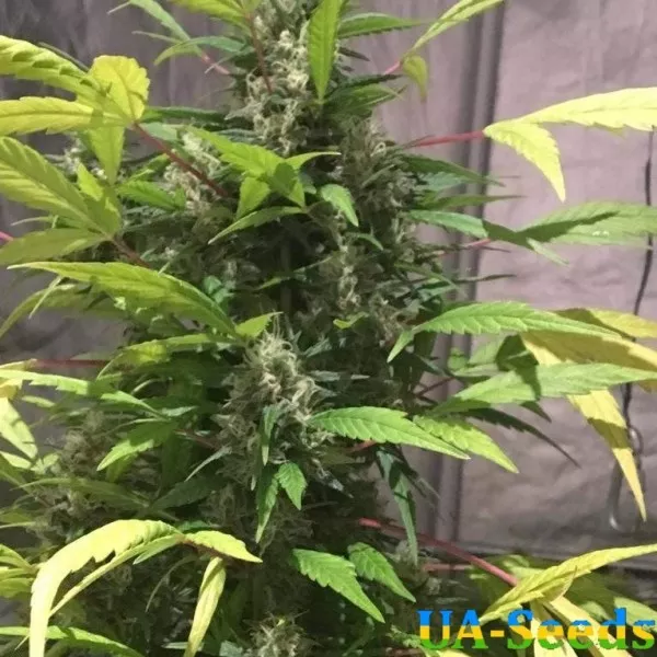 Семена конопли Baikal Express Feminised Kalashnikov Seeds