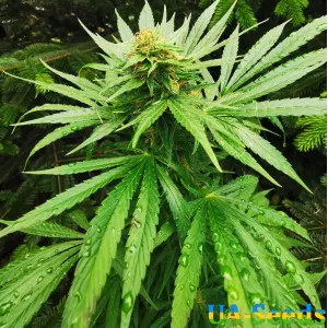 Big Altai Sativa Express Feminised Kalashnikov Seeds