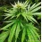 Big Altai Sativa Express Feminised Kalashnikov Seeds