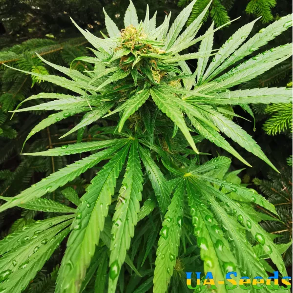Семена конопли Big Altai Sativa Express Feminised Kalashnikov Seeds