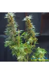 Blue Acid Auto Kalashnikov Seeds