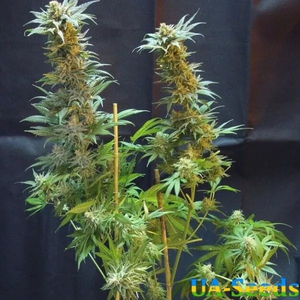 Семена конопли Blue Acid Auto Kalashnikov Seeds