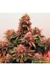 Boy Scout Cookies Feminised Kalashnikov Seeds