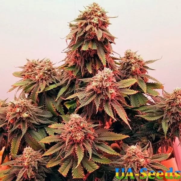 Семена конопли Boy Scout Cookies Feminised Kalashnikov Seeds