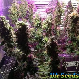Kabul Express Feminised Kalashnikov Seeds
