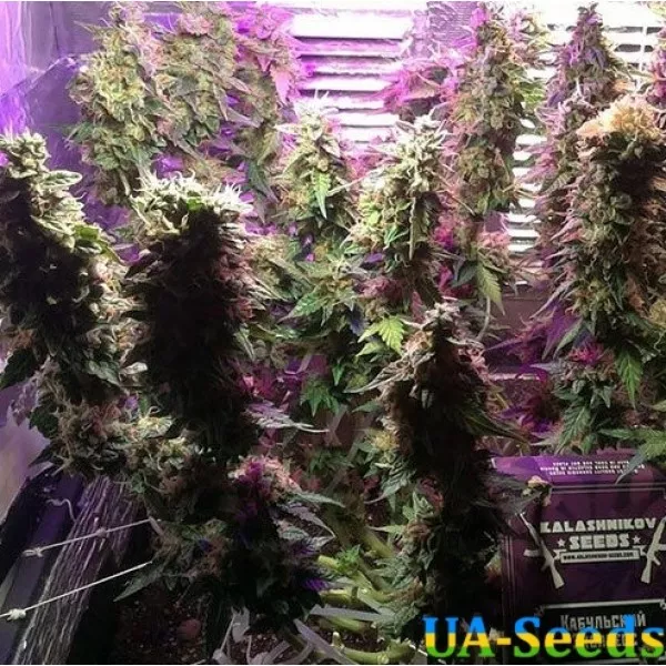 Семена конопли Kabul Express Feminised Kalashnikov Seeds