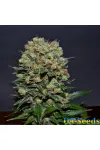 Kalashnikov Express Feminised Kalashnikov Seeds
