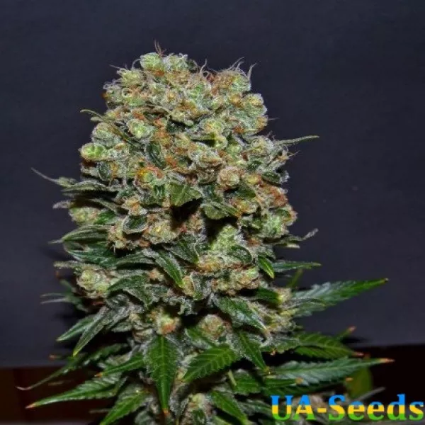 Насіння коноплі Kalashnikov Express Feminised Kalashnikov Seeds