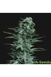 Kalashnikov Original Feminised Kalashnikov Seeds