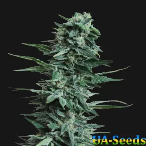 Kalashnikov Original Feminised Kalashnikov Seeds
