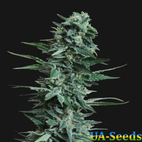 Насіння коноплі Kalashnikov Original Feminised Kalashnikov Seeds