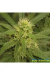 Катюша Feminised Kalashnikov Seeds