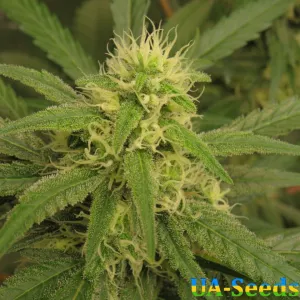 Катюша Feminised Kalashnikov Seeds