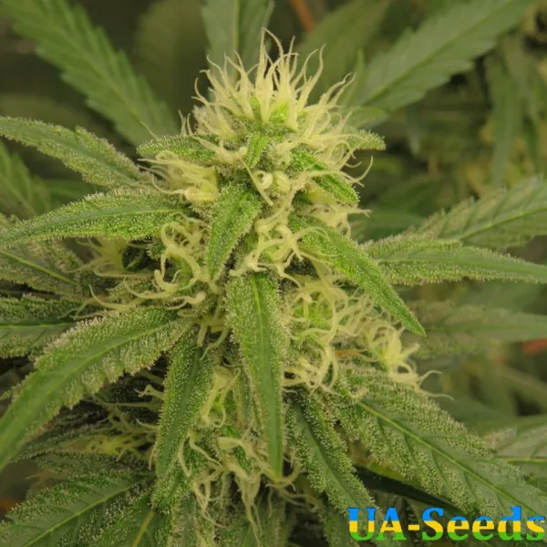 Семена конопли Катюша Feminised Kalashnikov Seeds