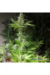 Lavanda Cream Feminised Kalashnikov Seeds