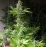 Lavanda Cream Feminised Kalashnikov Seeds