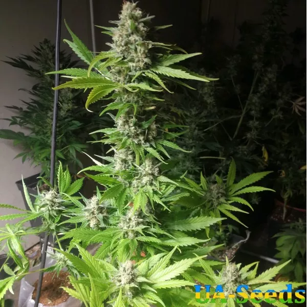 Семена конопли Lavanda Cream Feminised Kalashnikov Seeds