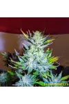 Moscow Blueberry Feminised Kalashnikov Seeds