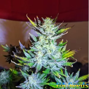 Moscow Blueberry Feminised Kalashnikov Seeds
