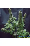 Moscow Blueberry Auto Kalashnikov Seeds