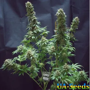 Moscow Blueberry Auto Kalashnikov Seeds