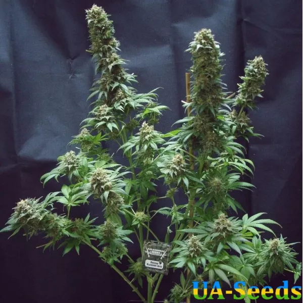 Насіння коноплі Moscow Blueberry Auto Kalashnikov Seeds
