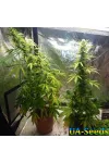 Northern Russian Auto Kalashnikov Seeds