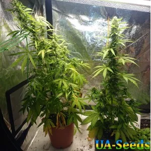 Northern Russian Auto Kalashnikov Seeds