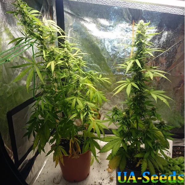 Семена конопли Northern Russian Auto Kalashnikov Seeds
