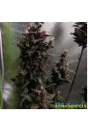 Purple Mazar Auto Kalashnikov Seeds Purple Mazar Auto Kalashnikov Seeds
