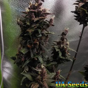 Purple Mazar Auto Kalashnikov Seeds