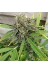Purple Russian Express Feminised Kalashnikov Seeds
