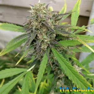 Purple Russian Express Feminised Kalashnikov Seeds