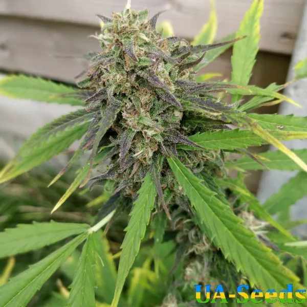 Семена конопли Purple Russian Express Feminised Kalashnikov Seeds