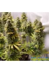 Siberian Haze Feminised Kalashnikov Seeds
