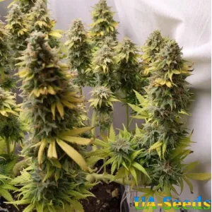 Siberian Haze Feminised Kalashnikov Seeds