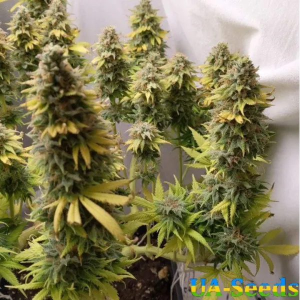 Семена конопли Siberian Haze Feminised Kalashnikov Seeds