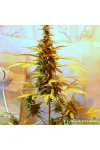 Siberian Haze Auto Kalashnikov Seeds
