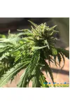 Soyuz OG Express Feminised Kalashnikov Seeds
