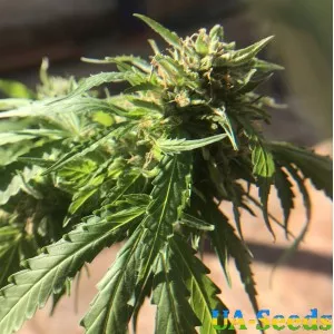 Soyuz OG Express Feminised Kalashnikov Seeds