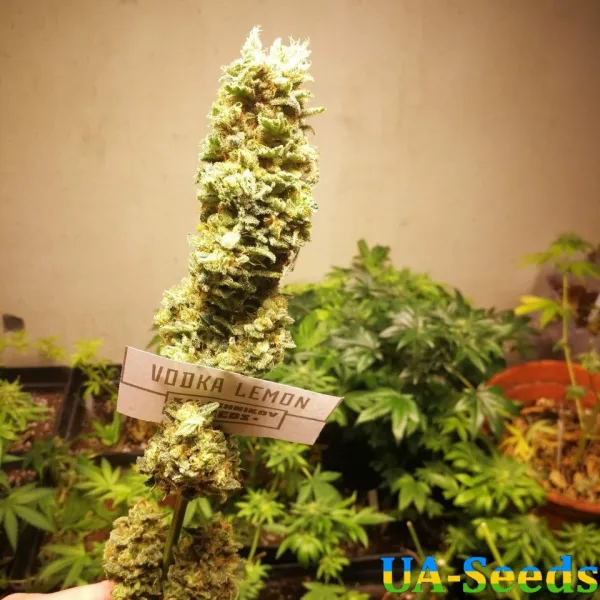 Насіння коноплі Vodka Lemon Feminised Kalashnikov Seeds